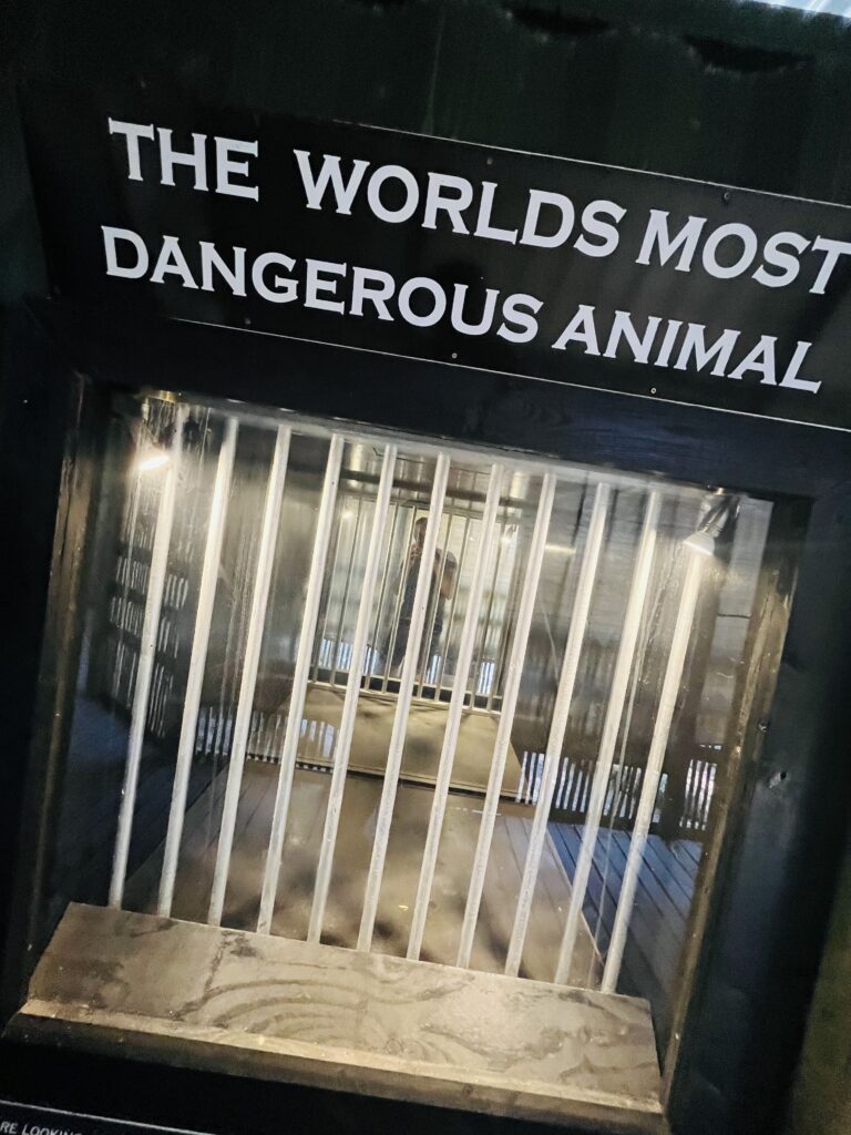 Giraffe House Dangerous Animal Human