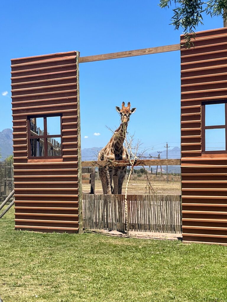 Giraffe House giraffe in house