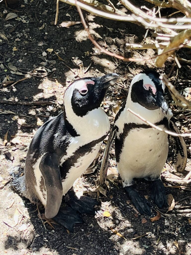 Boulders Beach Penguin Couple