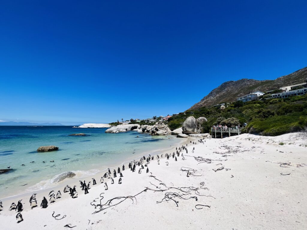 Boulders Beach Penguins at beach