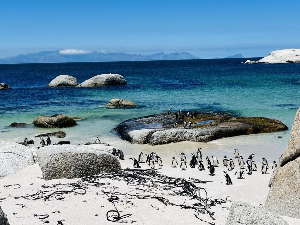Boulders Beach Penguins on Rocks