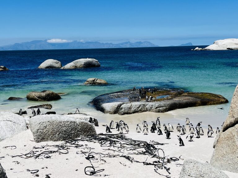 Boulders Beach Penguins on Rocks