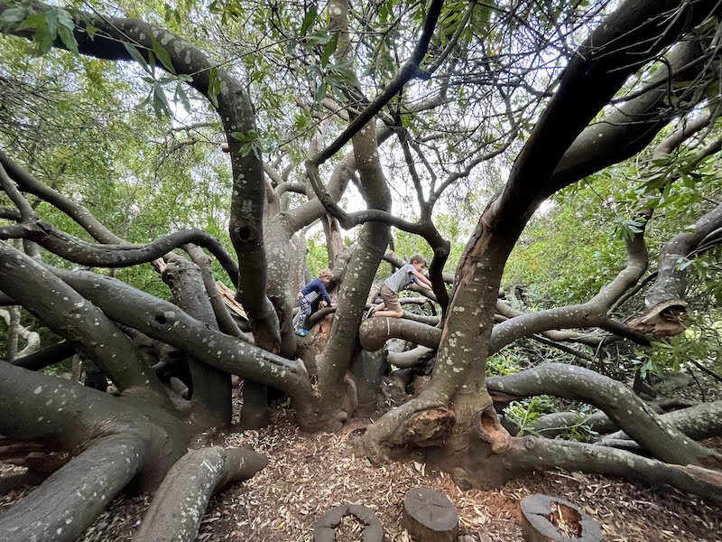 Kirstenbosch Botanical Garden Climbing Tree