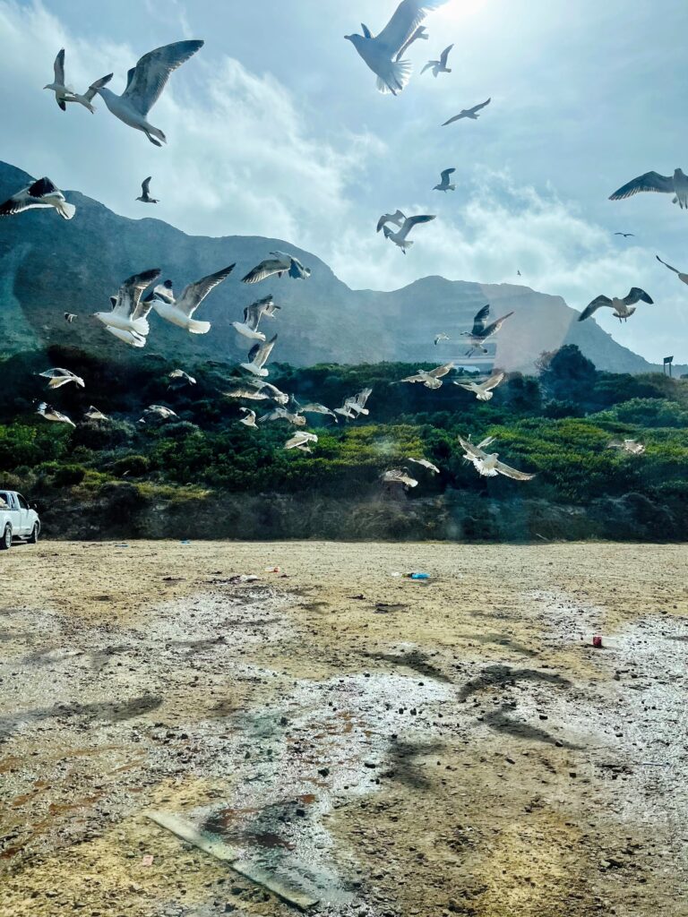 Miller's Point Seagulls