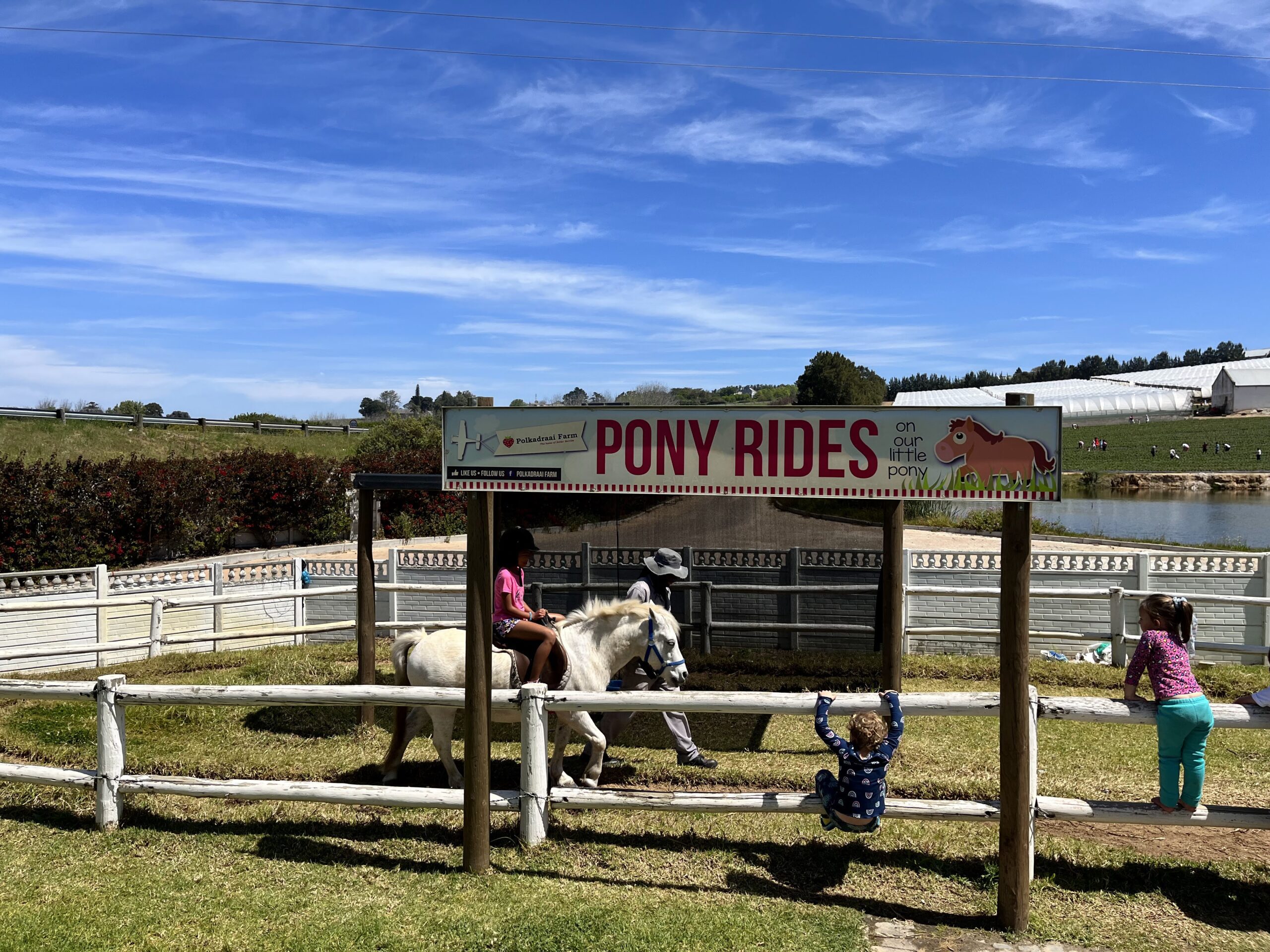Polkadraai Farm Pony Rides