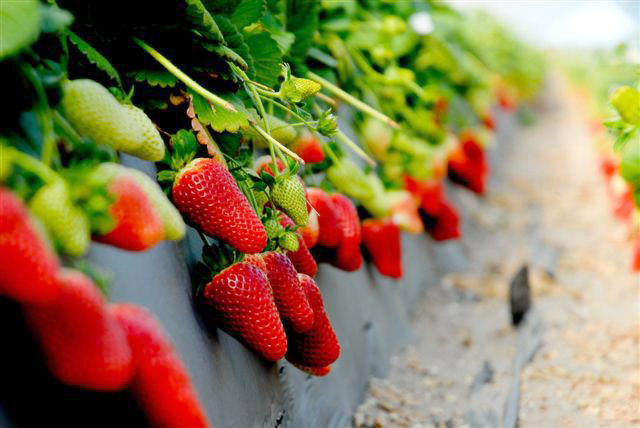Polkadraai Strawberry Farm Strawberries