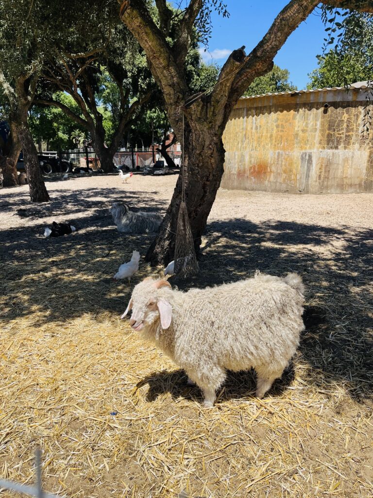 Boeretroos Koffiewinkel Sheep