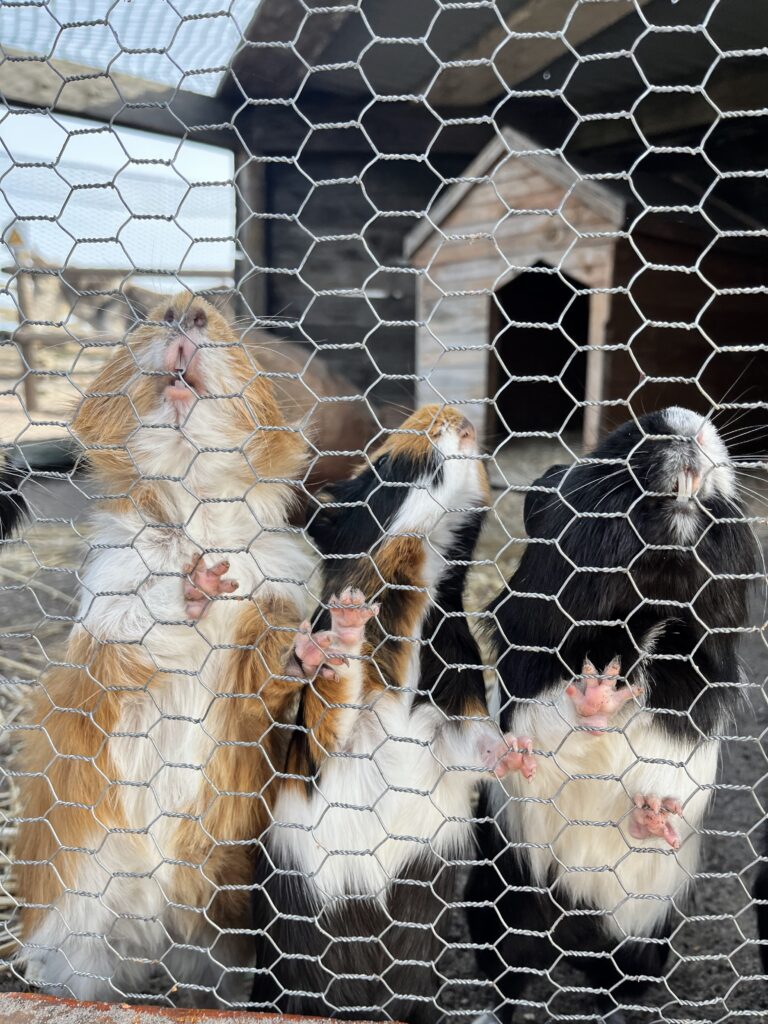 Melkbossie guinea pigs
