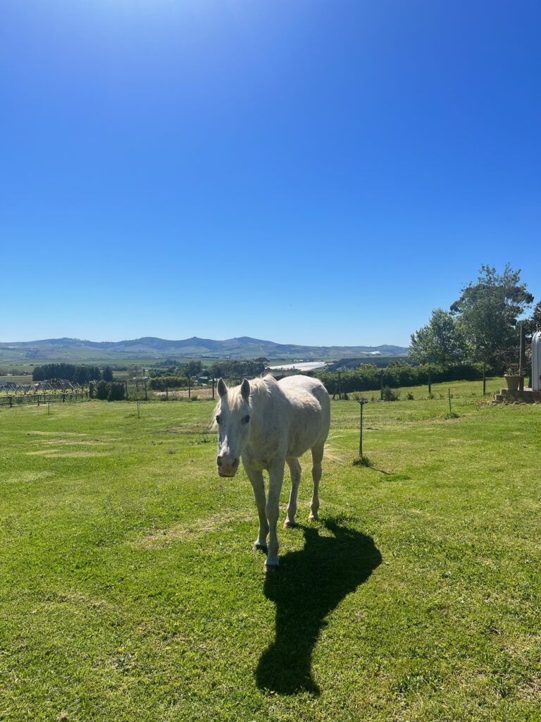 Longridge Estate White Horse