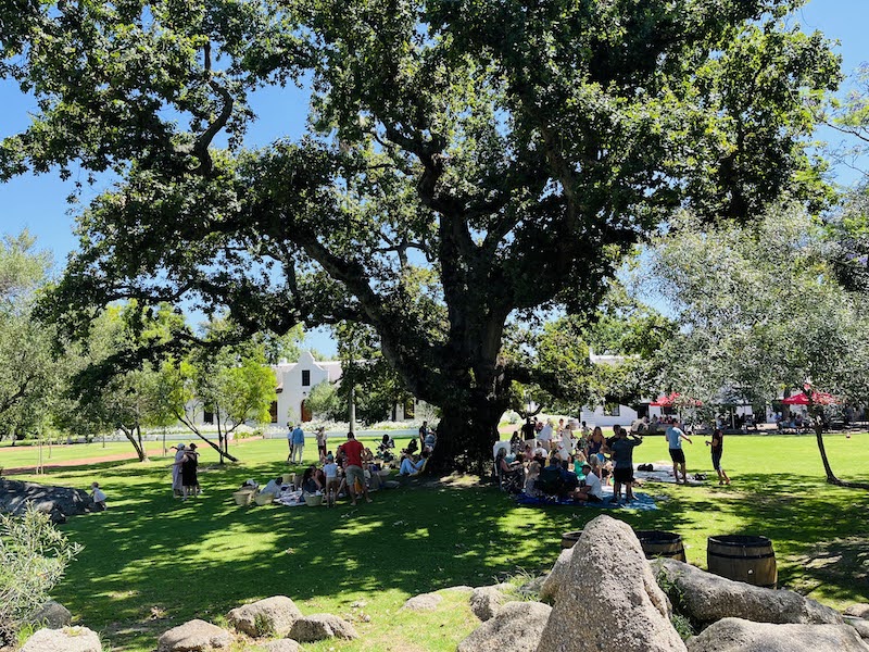 Spier People sitting under large tree