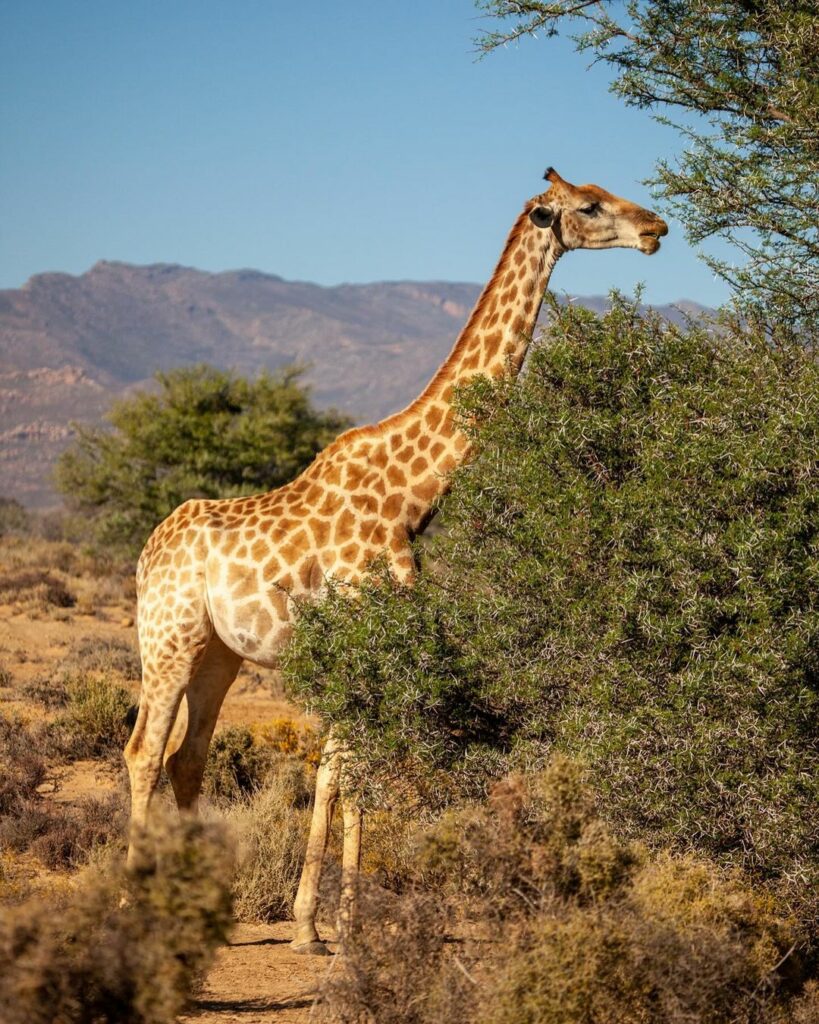 Inverdorn Giraffe