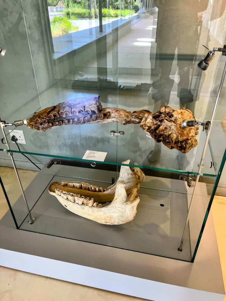 West Coast Fossil Park Bone Display